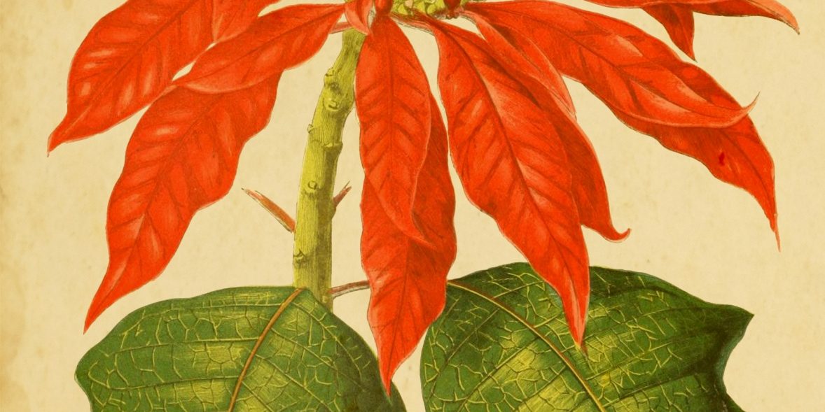 Poinsettia
